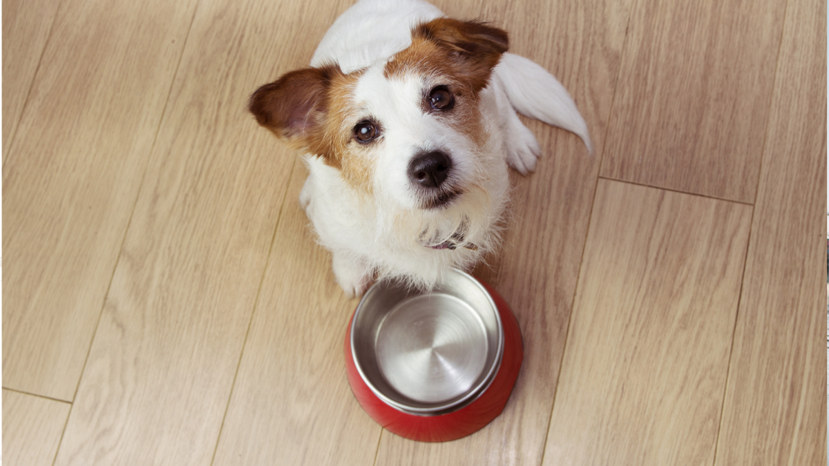 5 Signs It’s Time To Switch Your Dog’s Food